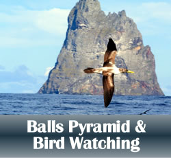 Balls Pyramid and Bird Watching